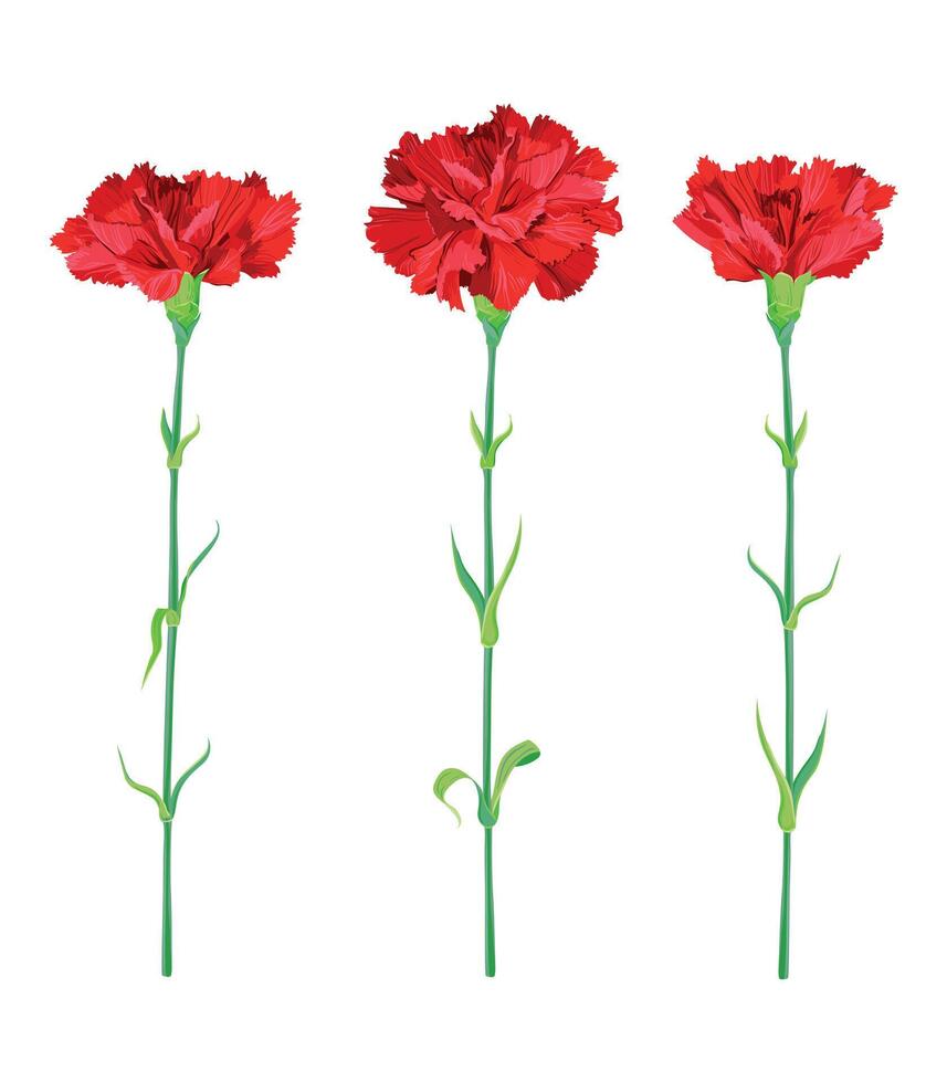 rouge oeillets isolé sur une blanc Contexte. vecteur clipart pour salutation cartes pour la Saint-Valentin jour, de la mère jour, mai 9. une symbole de révolution et la victoire.