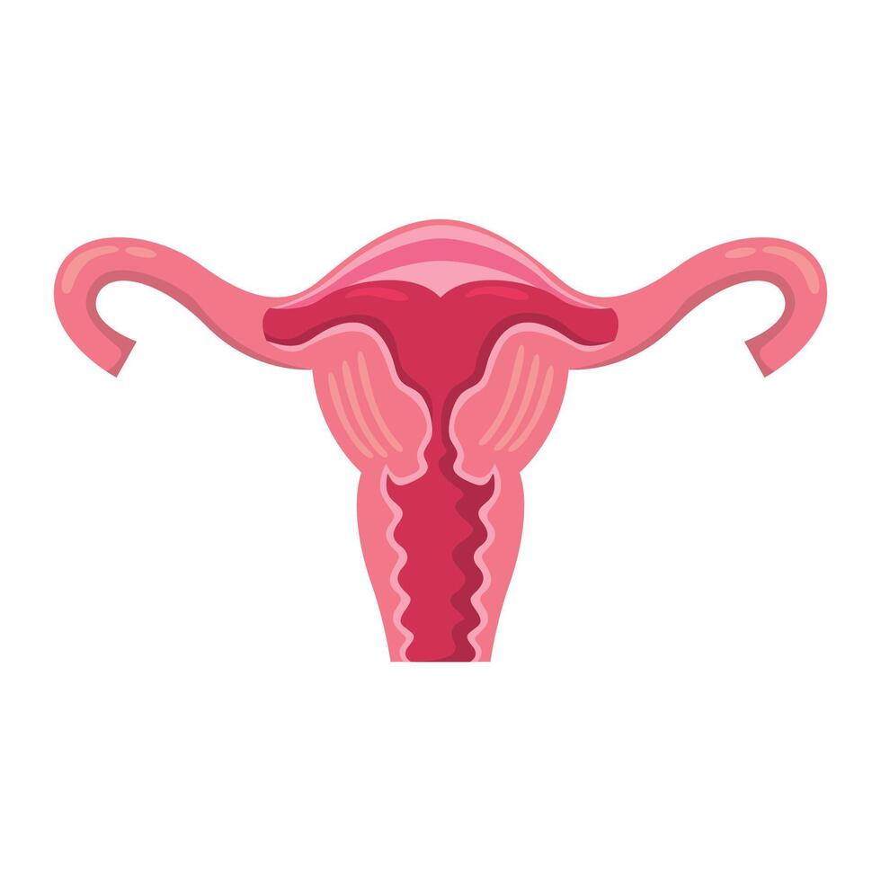 utérus icône conception illustration. vecteur conception