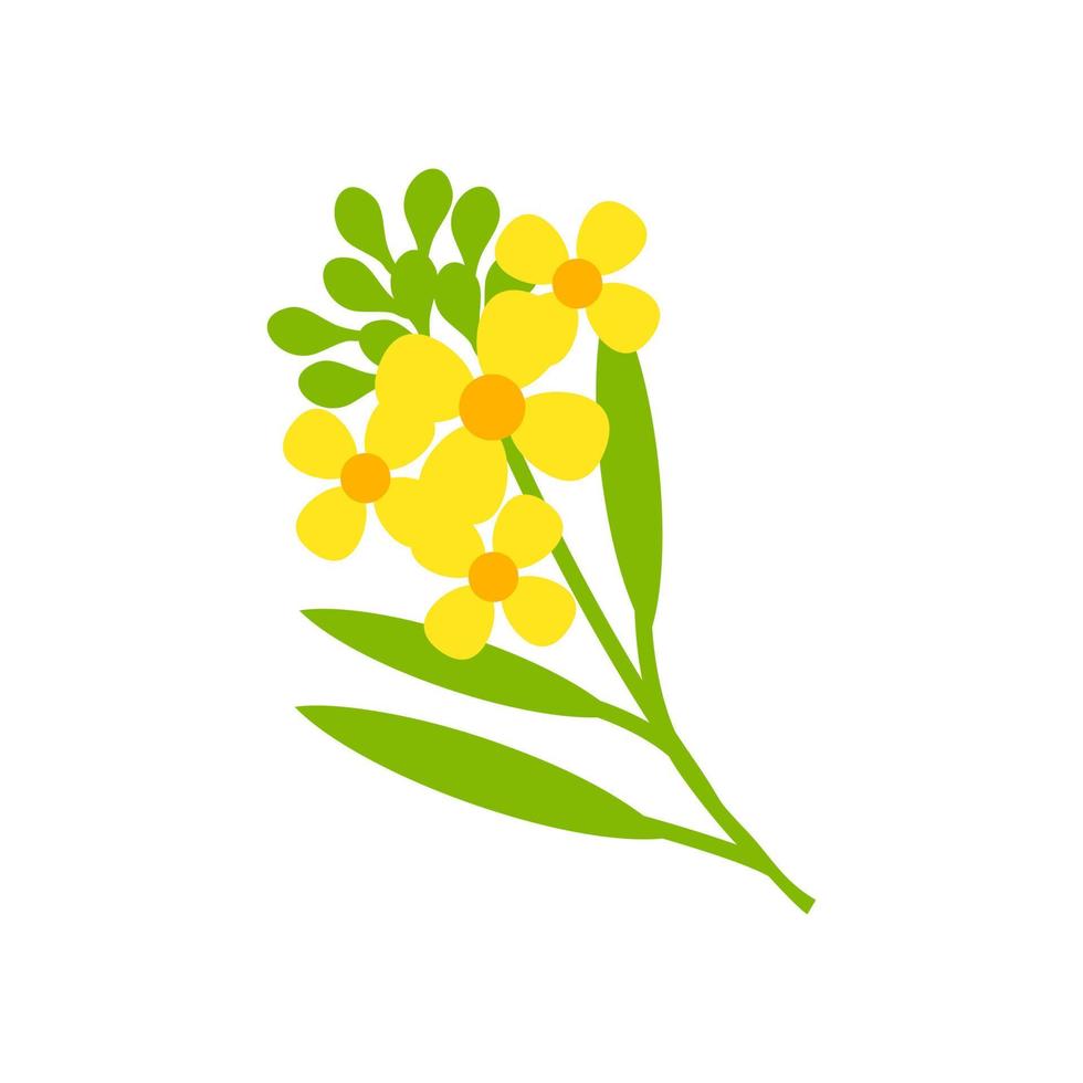 Les boutons de fleurs de moutarde et les haricots vector illustration isolé sur fond blanc