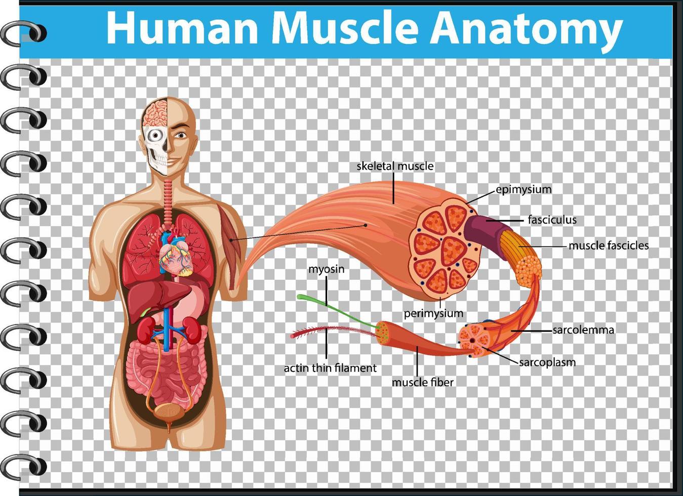 anatomie musculaire humaine avec anatomie du corps vecteur