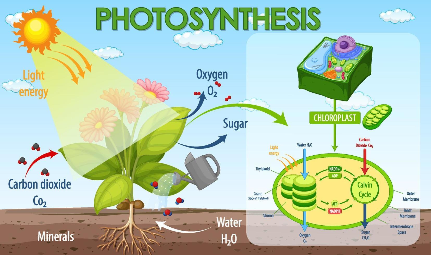 Diagramme montrant le processus de photosynthèse dans une plante vecteur
