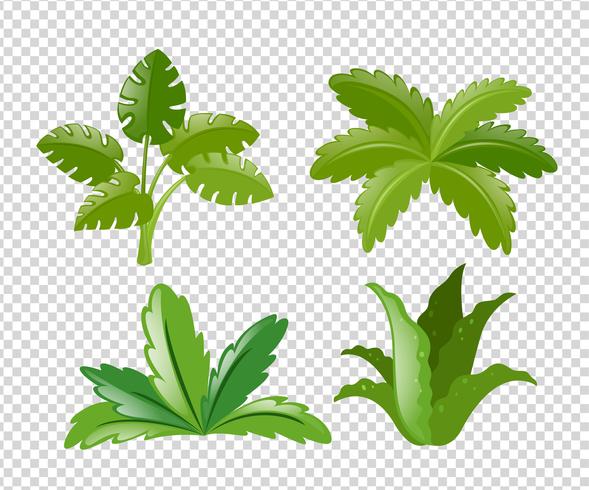 Différents types de plantes vecteur