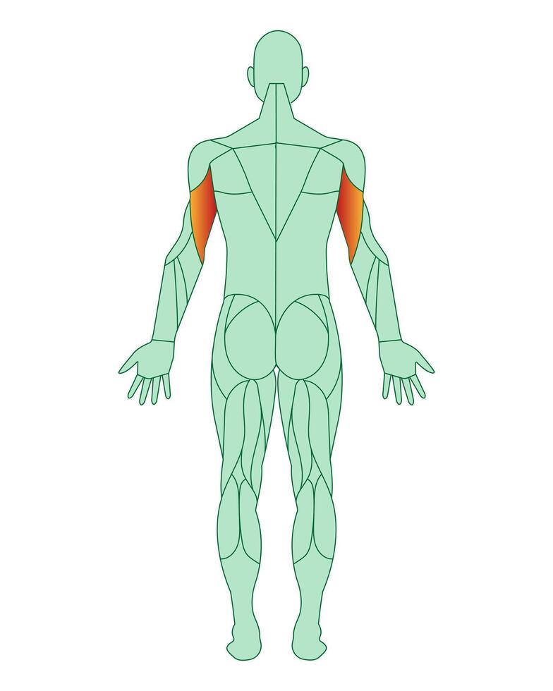 figure de une homme avec Souligné muscles. Souligné dans rouge biceps de bras ou épaules. Masculin muscle anatomie concept. vecteur illustration isolé sur blanc Contexte.