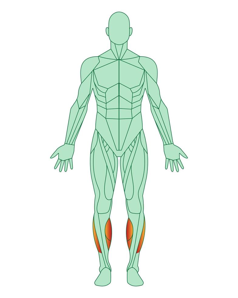 figure de une homme avec Souligné muscles. corps avec tibial antérieur et péronier muscles Souligné dans rouge. Masculin muscle anatomie concept. vecteur illustration isolé sur blanc Contexte.