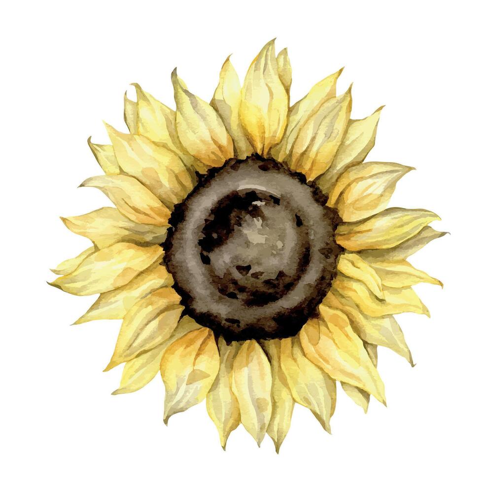 aquarelle l'automne ensemble avec tournesols. main peint rustique carte isolé sur blanc Contexte. floral illustration pour conception, imprimer, en tissu papeterie, cosmétique, salutation carte, social médias, album vecteur