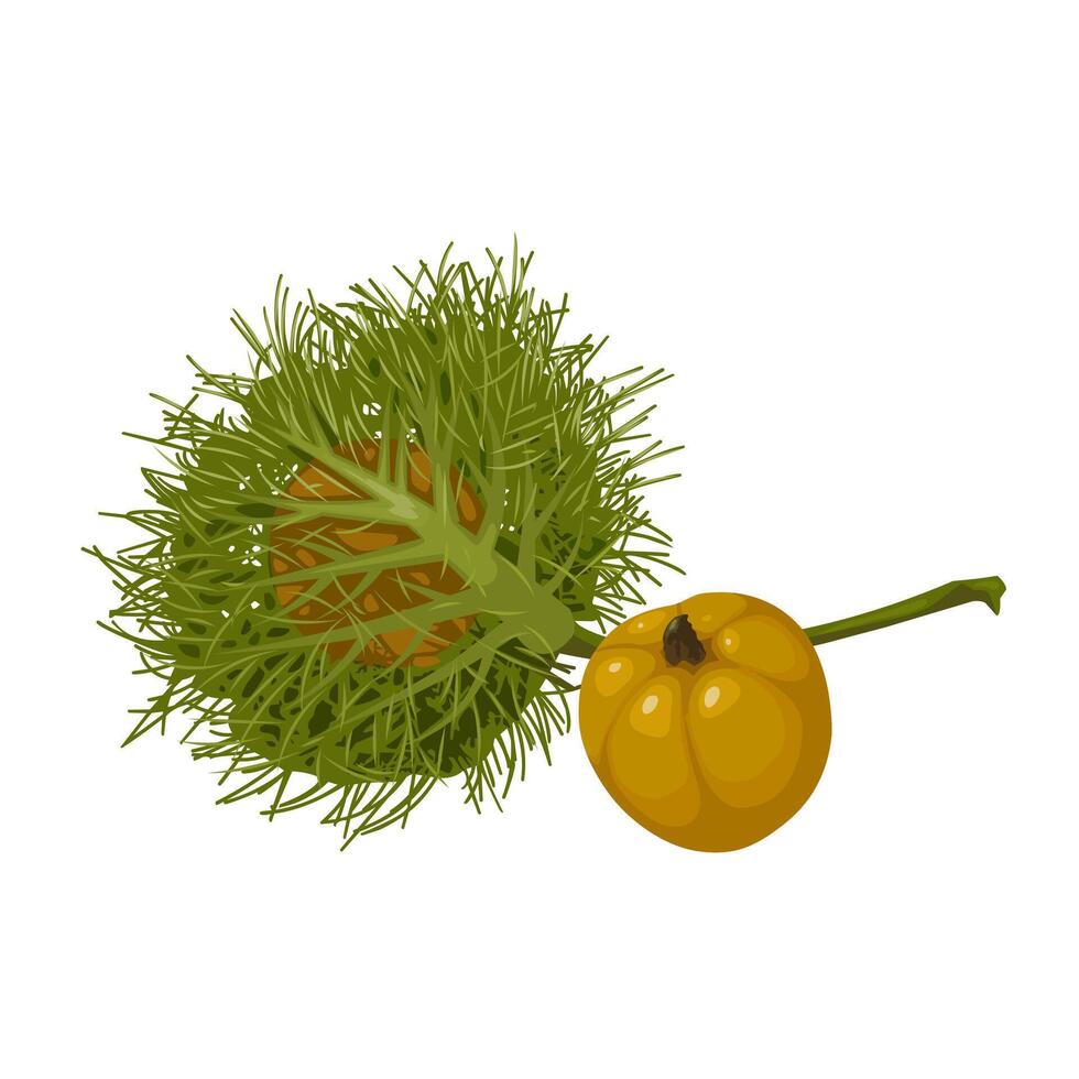 vecteur illustration, passiflora fétide, aussi appelé sauvage fruit de la passion ou puant passion fleur, isolé sur blanc Contexte.