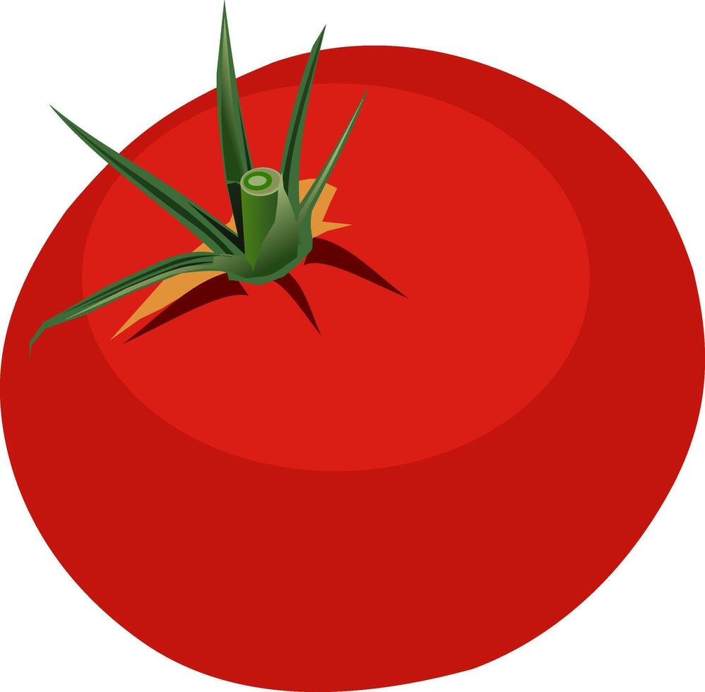 illustration de une tomate. isolé vecteur illustration.