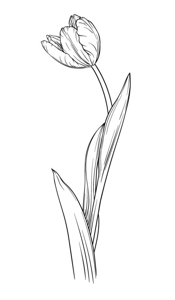 tulipe fleur main tiré vecteur illustration. isolé sur blanc Contexte.