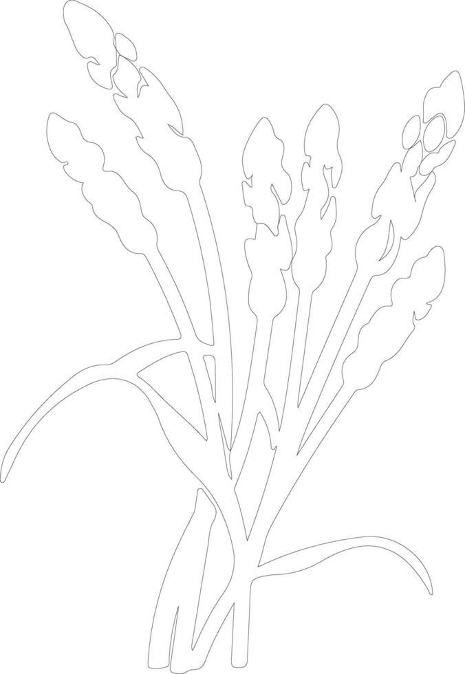 asperges contour silhouette vecteur