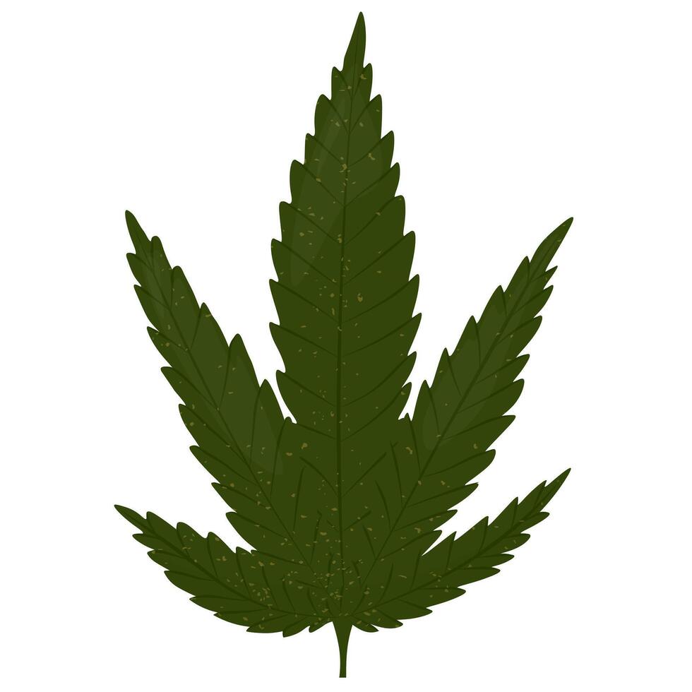 marijuana feuilles, cannabis. vecteur Stock illustration. isolé sur une blanc Contexte.