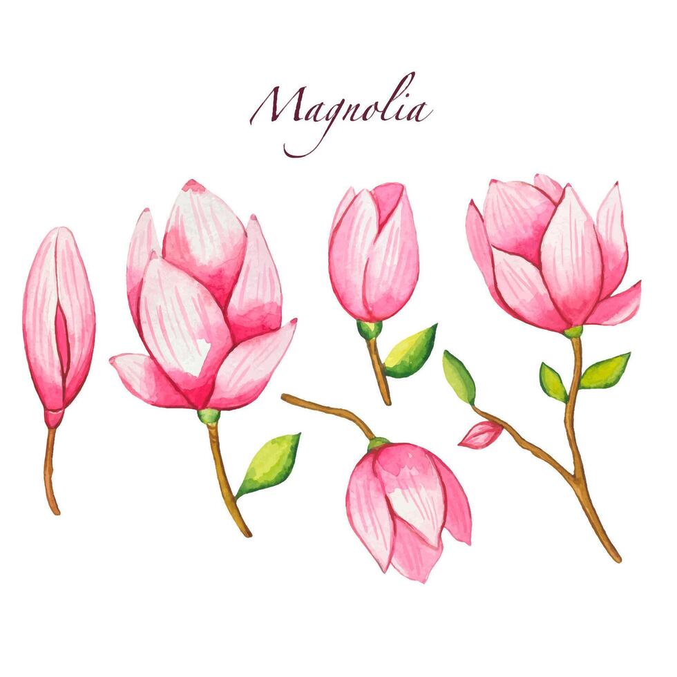 ensemble avec épanouissement rose magnolia, aquarelle vecteur