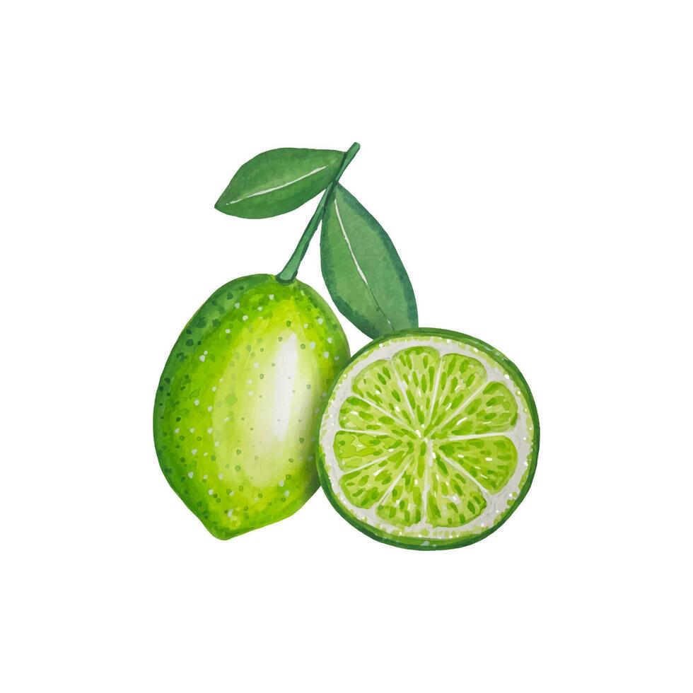 main tiré citrons verts, aquarelle illustration vecteur