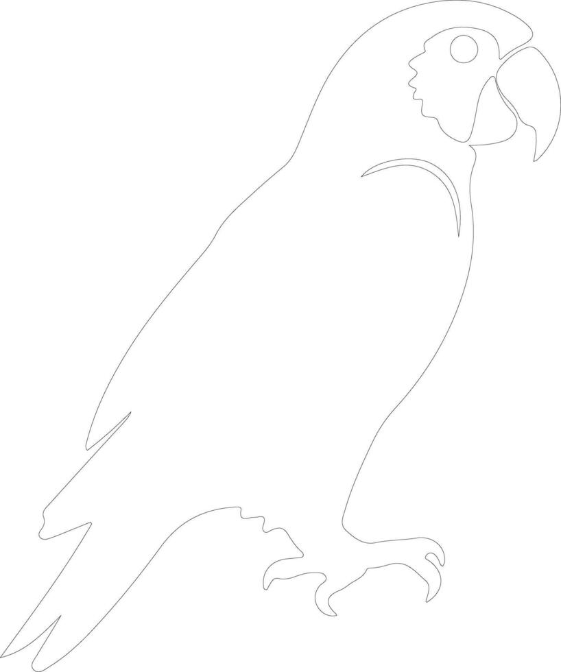 africain gris perroquet contour silhouette vecteur