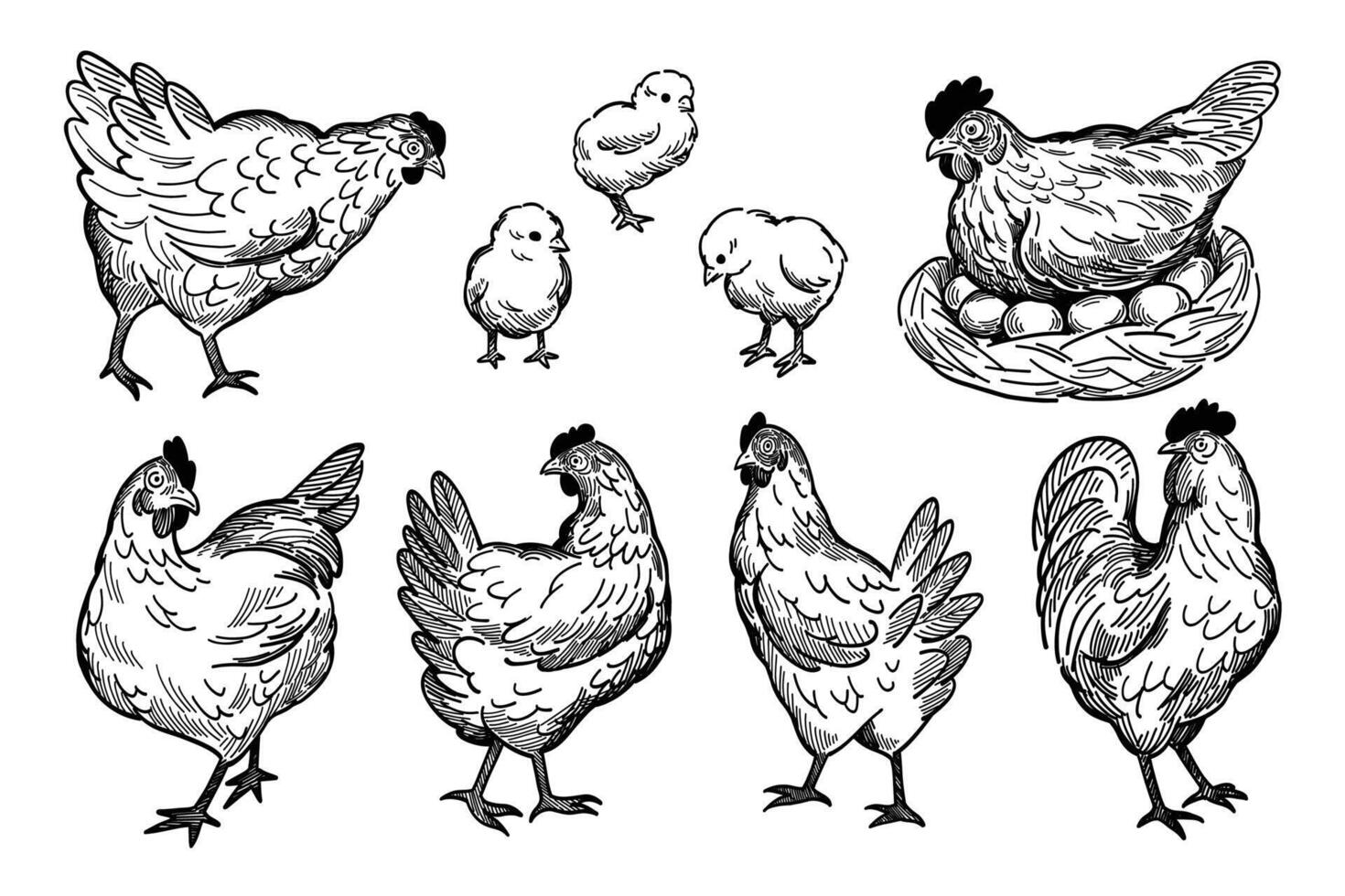 illustration ensemble de poulets griffonnage style vecteur