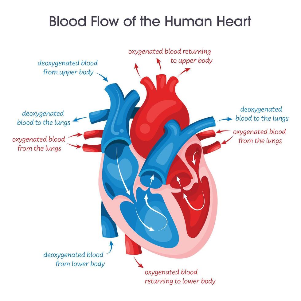 du sang couler de une Humain cœur vecteur illustration éducatif diagramme