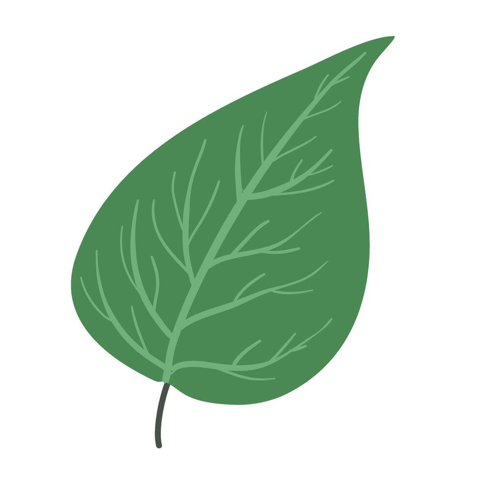 plan hedera hélix feuilles vecteur