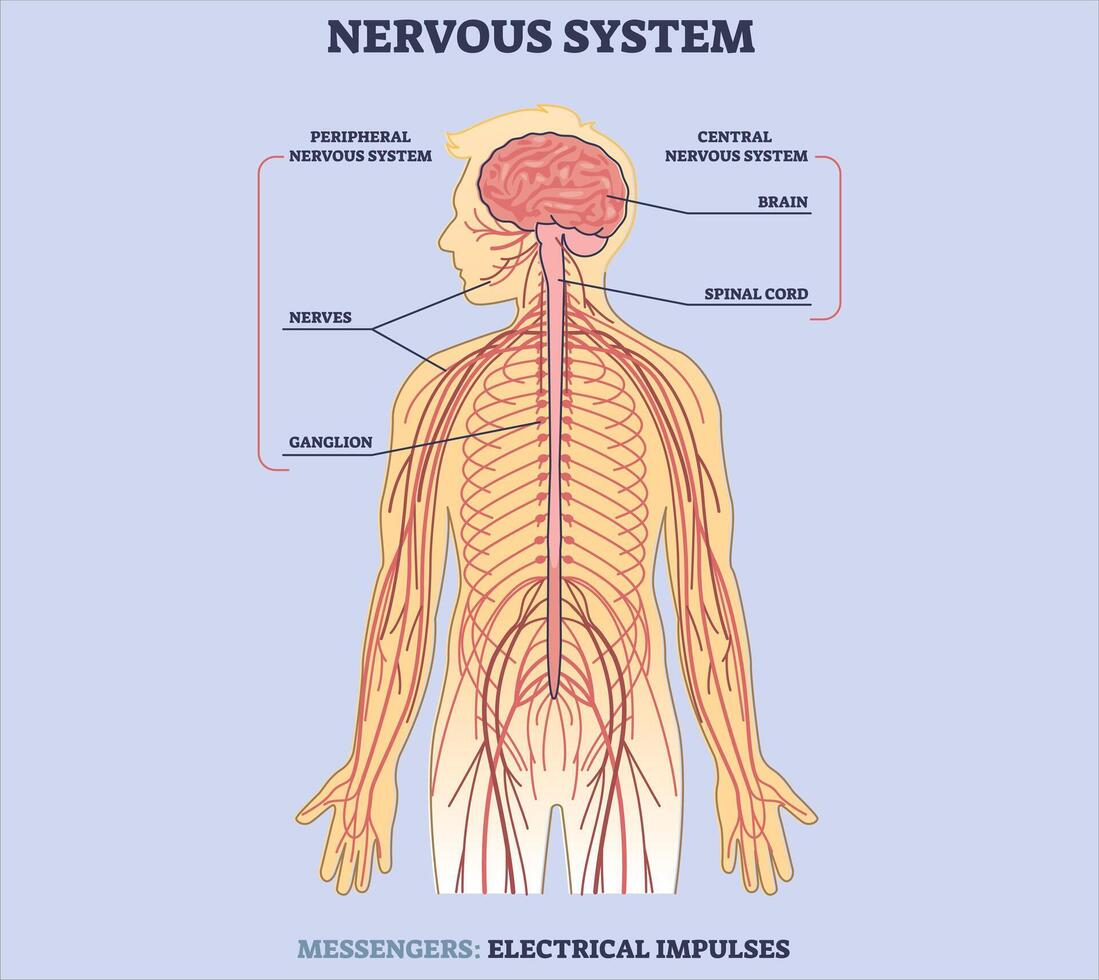 médical éducation graphique de la biologie pour nerveux système diagramme. vecteur illustration