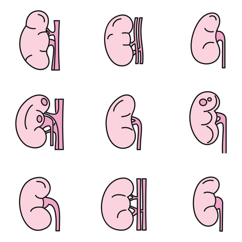 un rein organe Icônes ensemble vecteur Couleur ligne