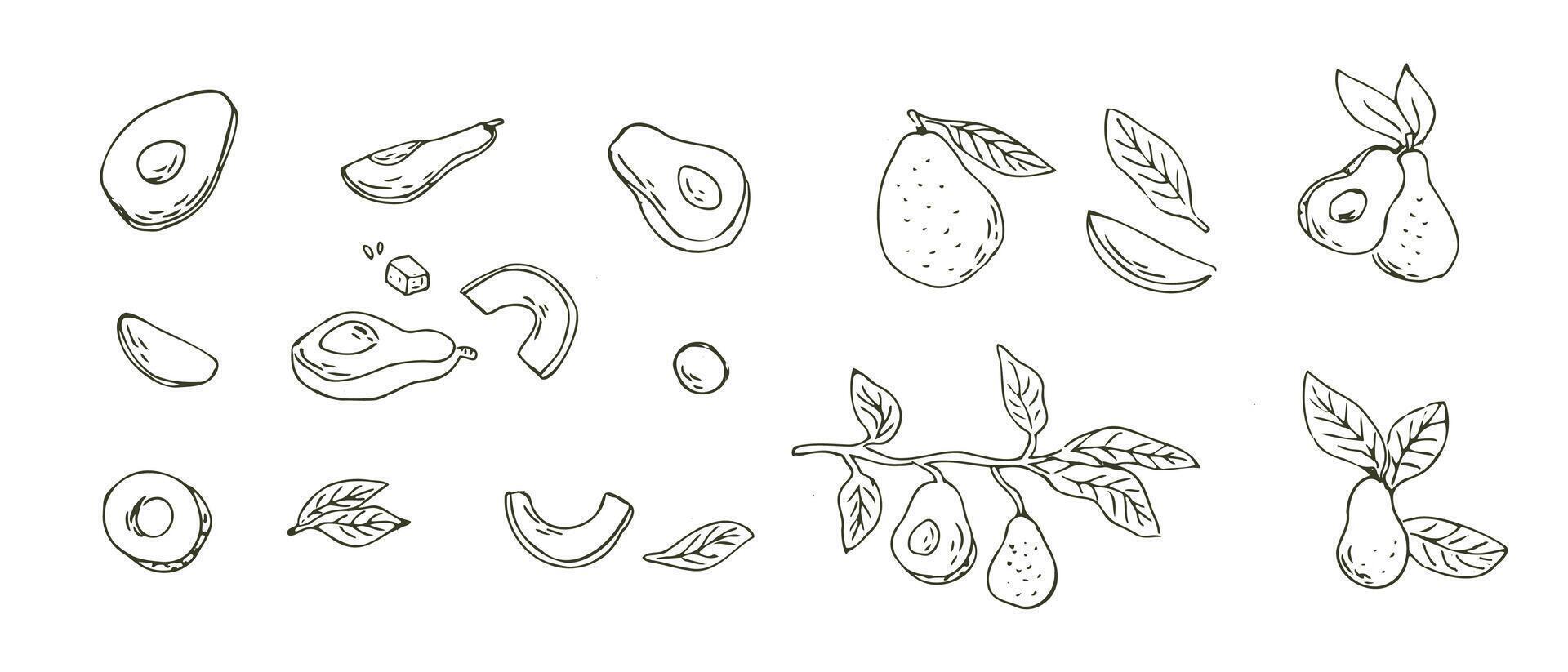 main tiré contour Avocat fruit avec branche et découpé en tranches, graine. vecteur illustration isolé. pouvez utilisé pour emballage, emballage, affiche, couverture conception, textile et toile de fond pour cosmétique et nourriture Contexte