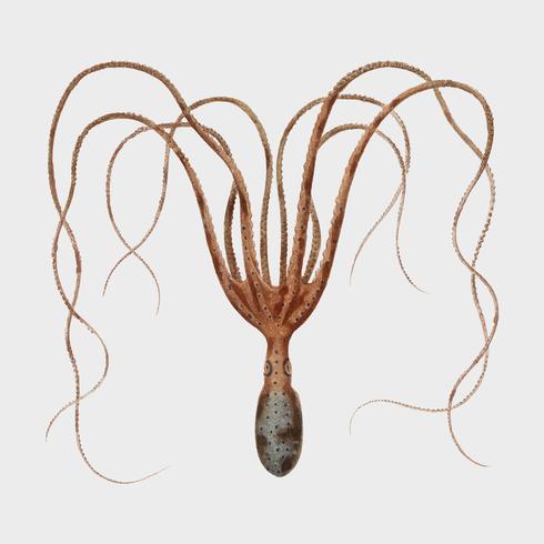 La pieuvre commune (Octopus vulgaris) illustrée par Charles Dessalines D&#39;Orbigny (1806-1876). Amélioré numériquement à partir de notre propre édition de 1892 du Dictionnaire Universel D&#39;histoire Naturelle. vecteur