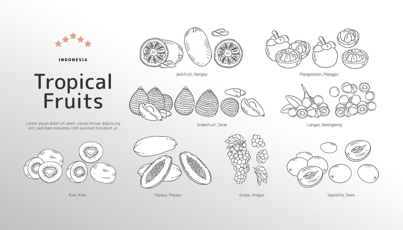 isolé tropical des fruits contour illustration vecteur