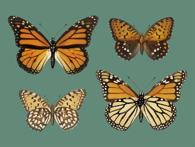 Papillon monarque (Danais Archippus) extrait de Papillons des États-Unis (1900) par Sherman F. Denton (1856-1937) Augmenté numériquement par rawpixel. vecteur