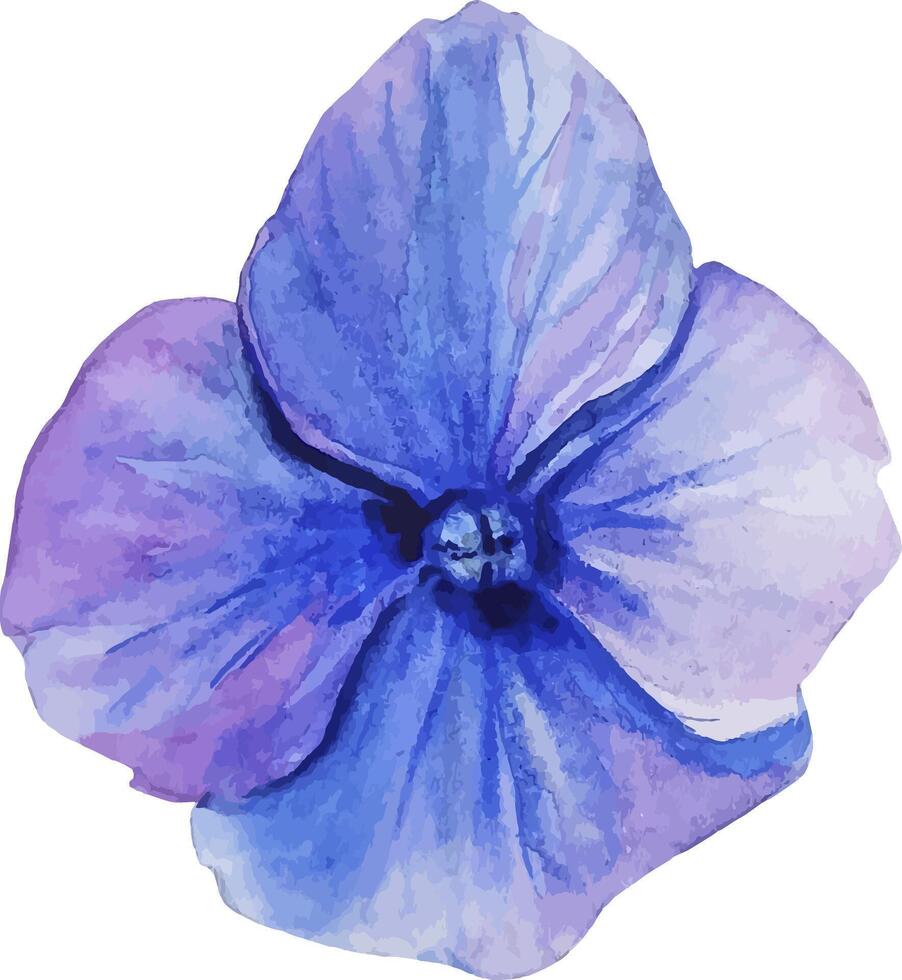 bleu hortensia aquarelle main tiré fleur isolé botanique illustration vecteur