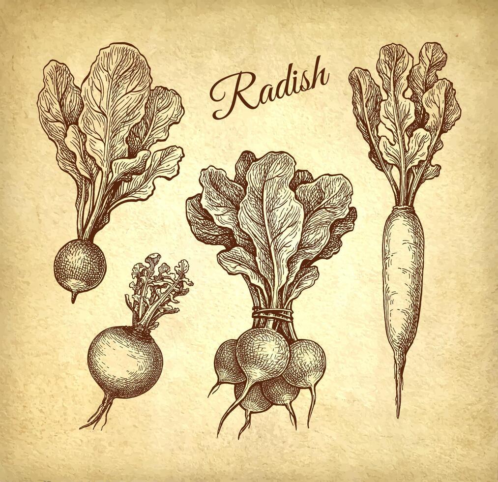 un radis, daikon et navet. encre esquisser ensemble sur vieux papier Contexte. main tiré vecteur illustration. ancien style.