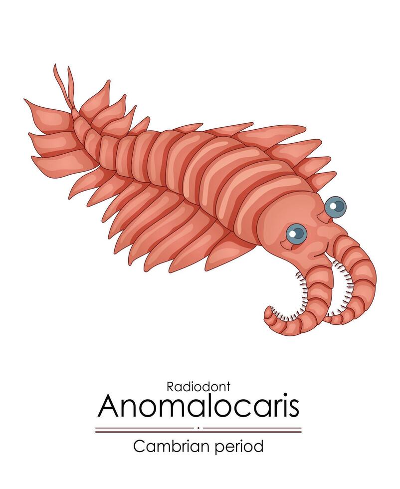 anomalocaris, une Cambrien période créature. vecteur