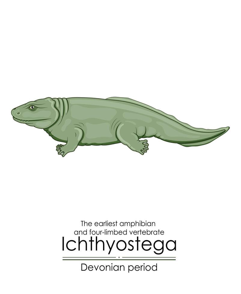 ichtyostéga est le plus tôt amphibie vecteur