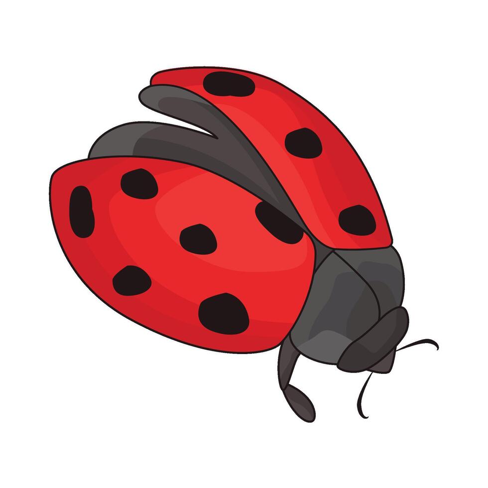 illustration de coccinelle vecteur