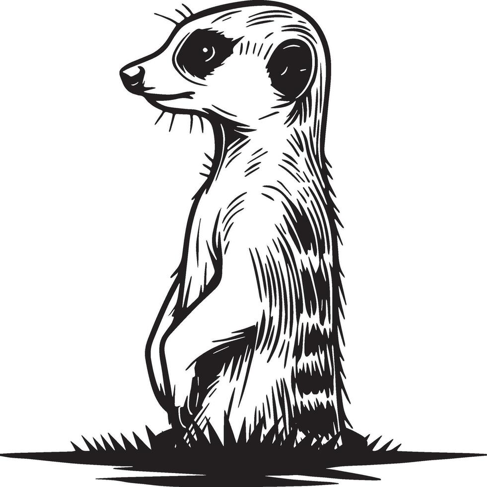 suricate esquisser dessin. vecteur