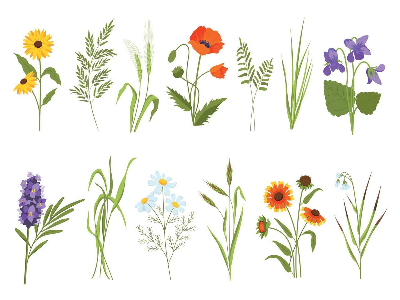 Prairie fleur fleurs, champ les plantes et médicinal sauvage herbes. foins et coton herbe, la gaillarde, carex et tournesol. fleurs sauvages vecteur ensemble