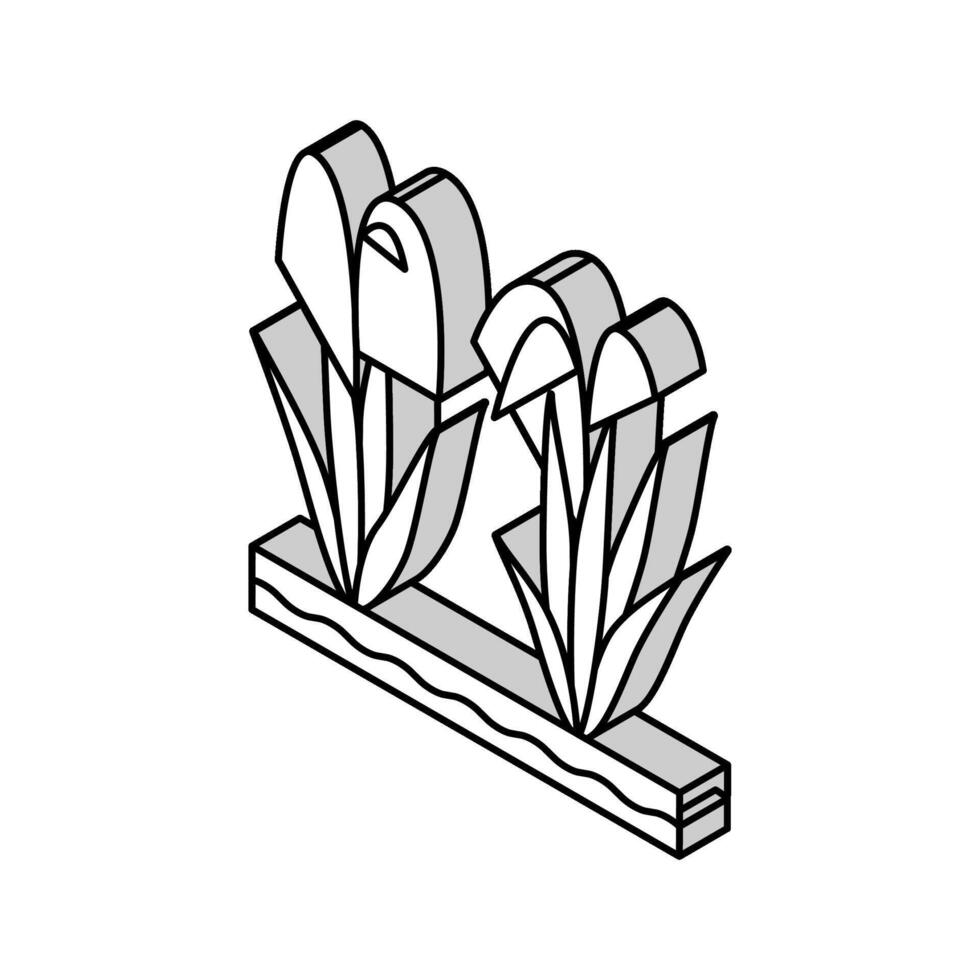 riz plante isométrique icône vecteur illustration