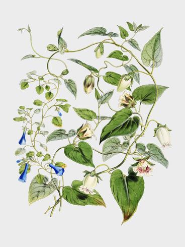 Tabac indien (Lobelia inflata) d&#39;après Illustrations de plantes de l&#39;Himalaya (1855) de WH (Walter Hood) Fitch (1817-1892). Augmenté numériquement par rawpixel. vecteur