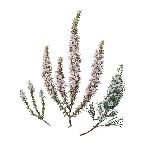 Plante antique Epacris (2 espèces) dessinée par Sarah Featon (1848 - 1927). Augmenté numériquement par rawpixel. vecteur