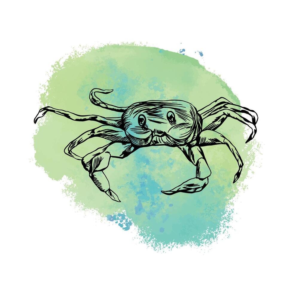 Crabe graphique. vecteur illustration avec mer tache sur Contexte. conception élément pour cartes, couvertures, affiches, bannières, emballage, Étiquettes.