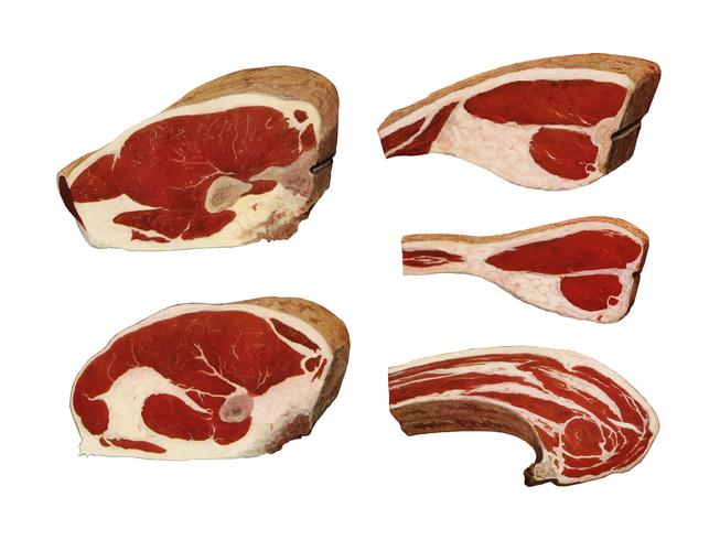 Sirloin de boeuf du livre, Encyclopédie de l&#39;épicier (1911). Augmenté numériquement par rawpixel. vecteur