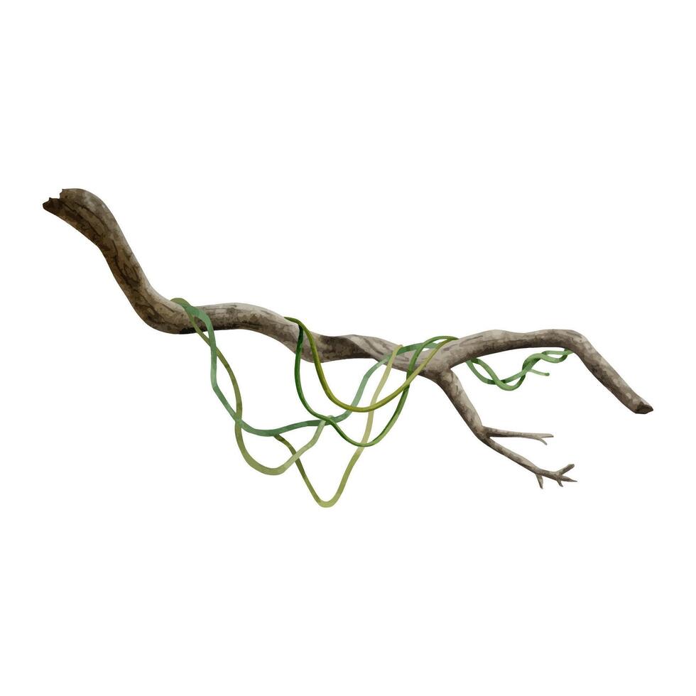 tropical arbre branche avec liane vigne les plantes aquarelle vecteur illustration pour réaliste et détaillé jungle dessins