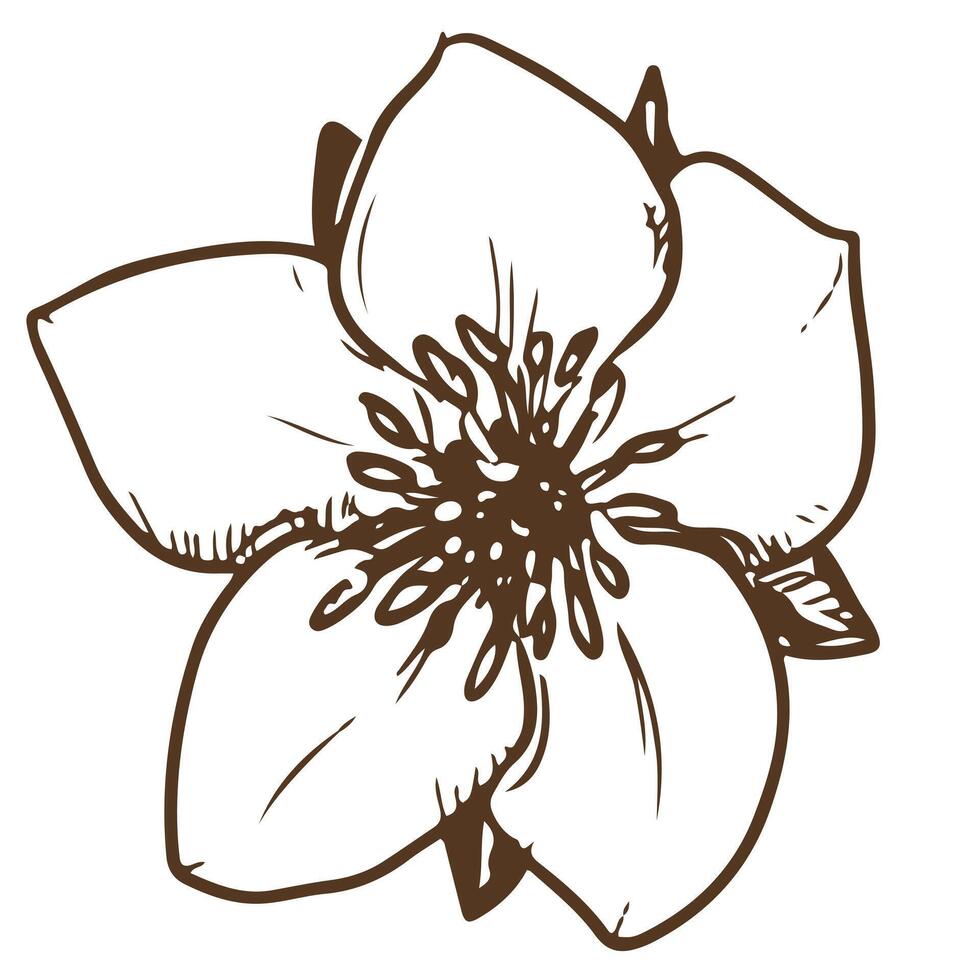 main tiré vecteur fleur. botanique détaillé illustration de une fraise fleur en utilisant gravure technique sur une blanc Contexte. ingrédient pour à base de plantes thé. illustration pour le conception de éco des produits