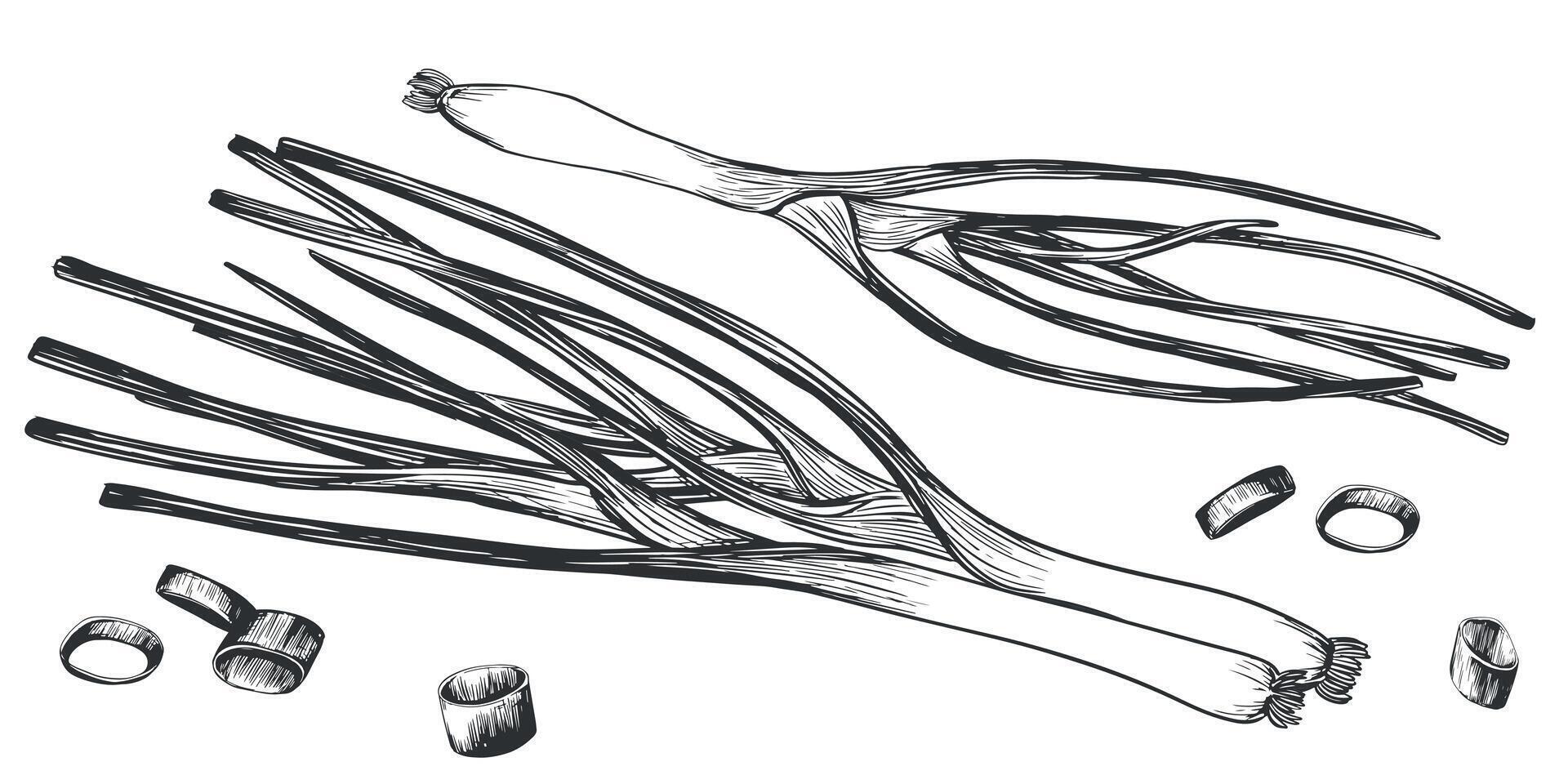 vert oignons mensonge. main tiré vecteur illustration dans gravure style. détaillé dessin de cuisine herbes entier et pièces. Les agriculteurs marché produit. esquisser génial pour menu, étiqueter, icône. épices sur blanche.
