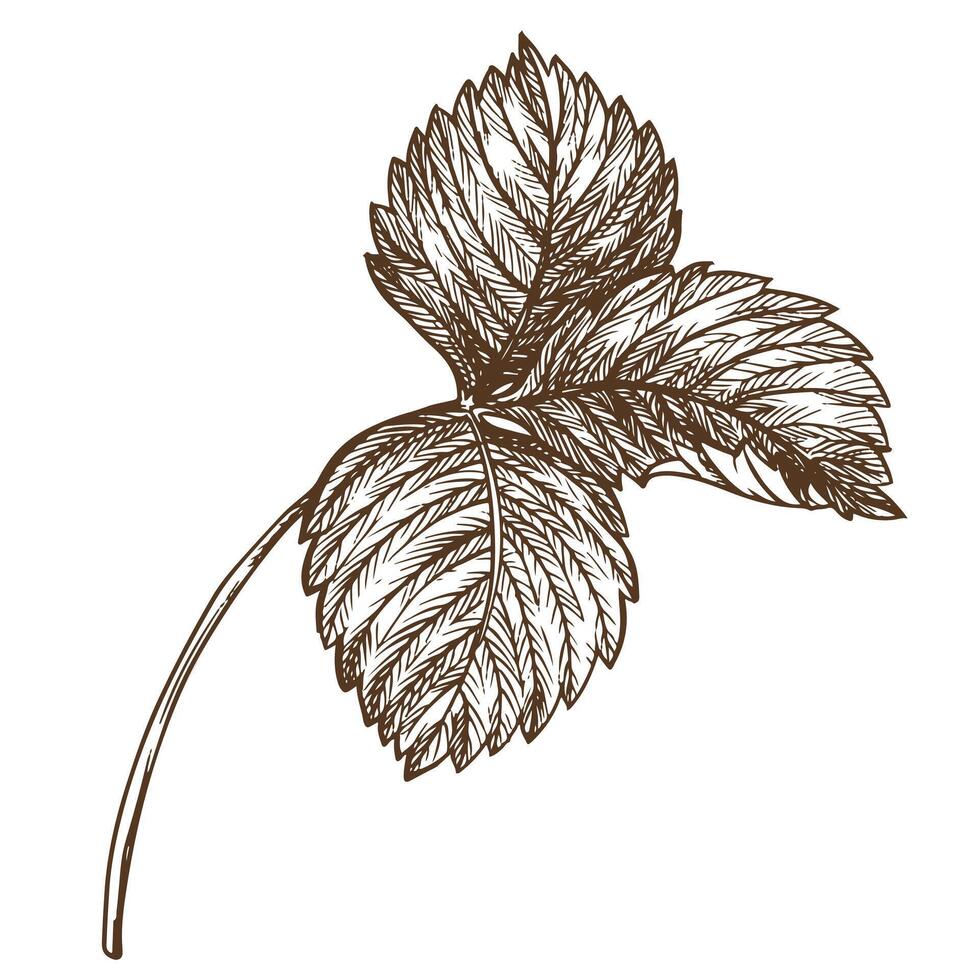 fraise feuille en utilisant gravure technique. main tiré botanique encre dessin de une plante bien détails. vecteur médicinal herbes, vitamine thé ingrédient. rétro style. illustration pour éco produit emballage