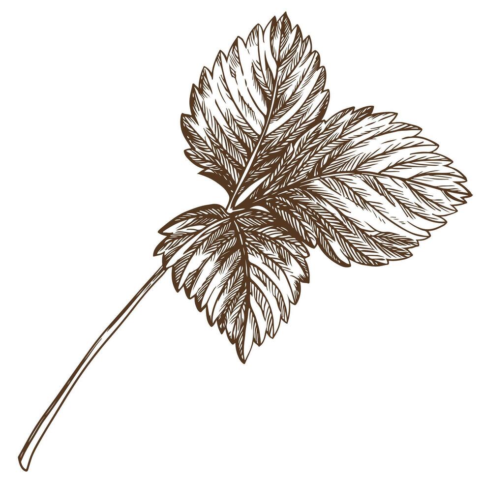 fraise feuille en utilisant gravure technique. main tiré botanique encre dessin de une plante bien détails. vecteur médicinal herbes, vitamine thé ingrédient. rétro style. illustration pour éco produit emballage