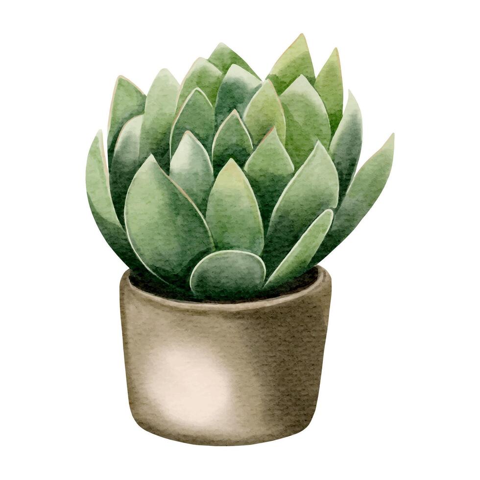 aquarelle succulent plante dans pot. aquarelle fleur pot isolé sur blanche. vecteur