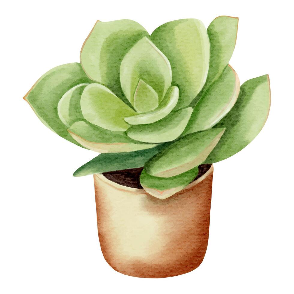 aquarelle succulent plante dans pot. aquarelle fleur pot isolé sur blanche. vecteur