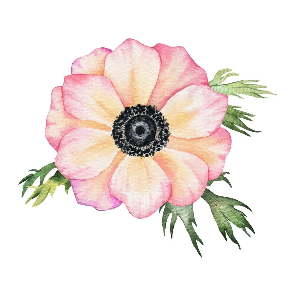 anémone Rose fleur. isolé main tiré aquarelle illustration. été floral conception pour w vecteur