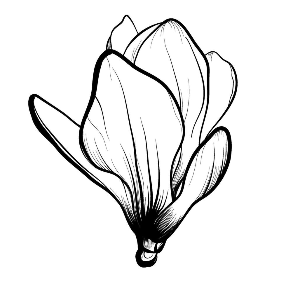 dessiné à la main dessin de une magnolia fleur vecteur