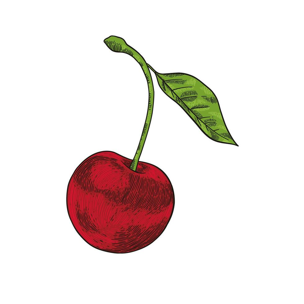 rouge Cerise main tiré illustration vecteur