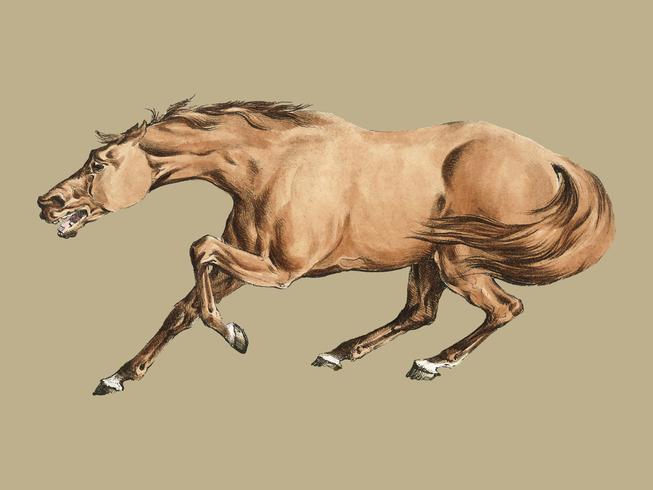 Illustration d&#39;un cheval brun clair tiré de Sporting Sketches (1817-1818) par Henry Alken (1784-1851). Augmenté numériquement par rawpixel. vecteur