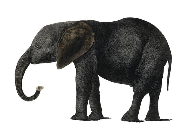 Histoire de la terre et nature animée (1848) d&#39;Oliver Goldsmith (1728-1774), portrait d&#39;un éléphant gris foncé. Augmenté numériquement par rawpixel. vecteur